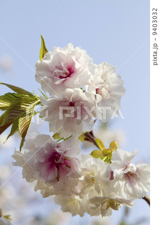 桜　サトザクラ　早晩山 9403032