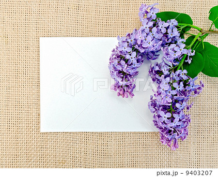 Lilac on sackcloth with paper 9403207