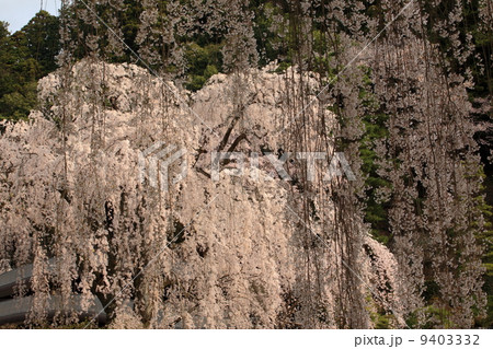 身延山久遠寺の枝垂れ桜 9403332