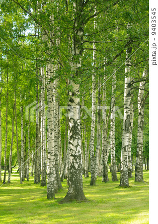 Summer birchwood Summer birchwood 9403545