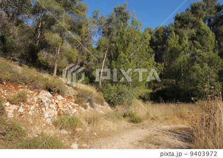 Mountain forest in Israel 9403972