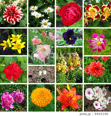 Floral collage Floral collage 9404190