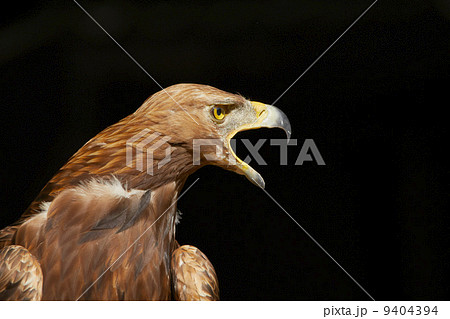 Golden Eagle 9404394
