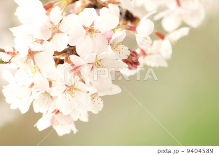 桜 桜 9404589