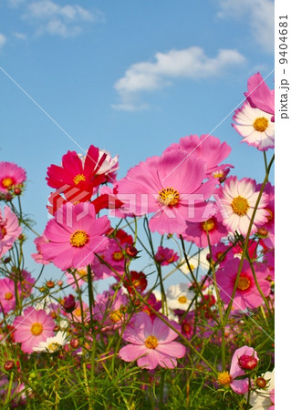 藤原京コスモス 9404681