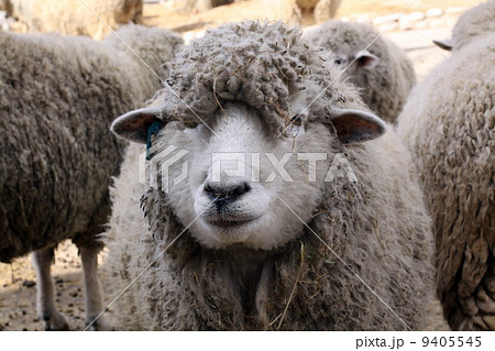 冬の牧場 9405545