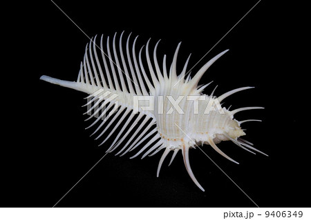 ホネガイ　 9406349