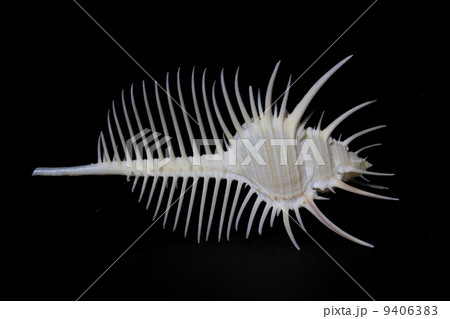 ホネガイ　 9406383