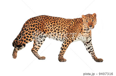 Leopard 9407316