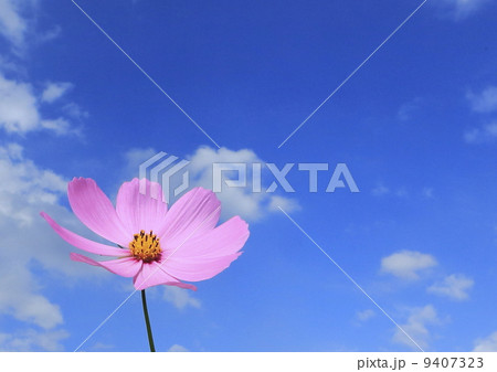 コスモスと空 9407323