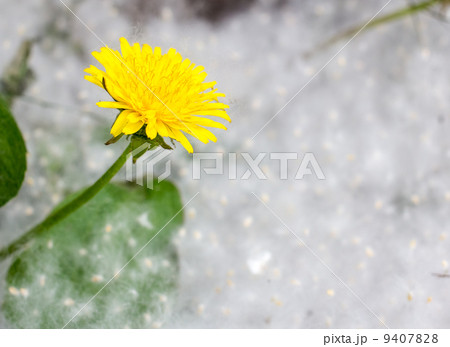 Yellow dandelions on a white fuzz 9407828