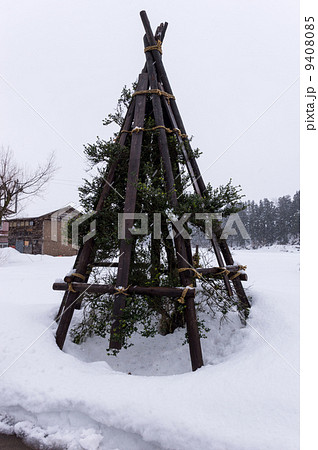雪囲いの木 9408085