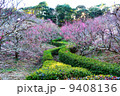 蓮花寺池公園の梅 蓮花寺池公園の梅 9408136