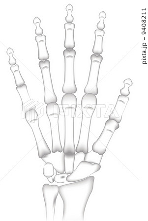 手の骨の構造のイラスト素材