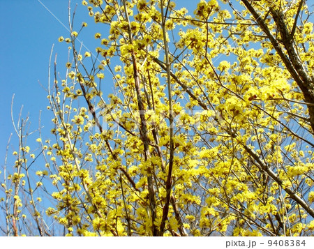 サンシュユ サンシュユ 9408384