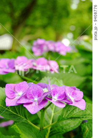 額紫陽花　ガクアジサイ 9408776