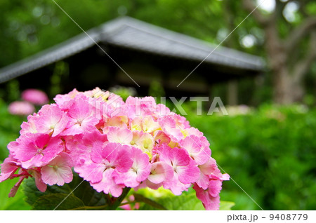 紫陽花　黄金葉アジサイ 9408779