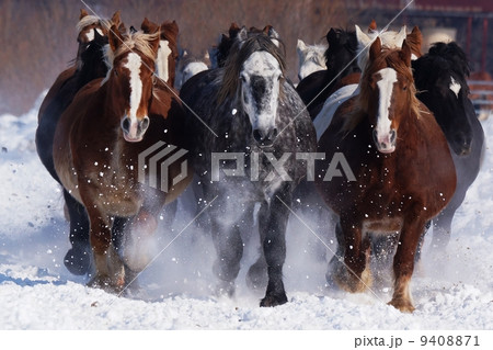 北海道の雪原を駆ける 9408871