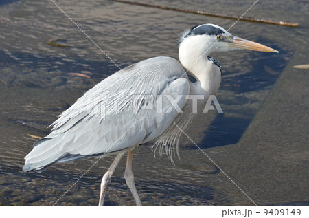 アオサギ(アップ) アオサギ(アップ) 9409149