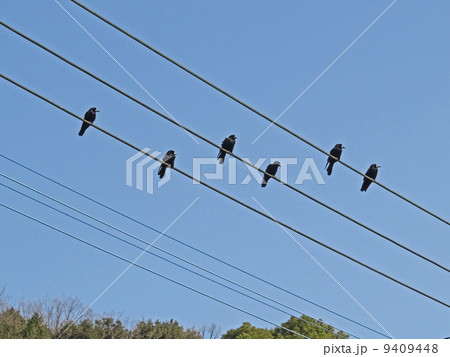 電線のミヤマガラス 9409448