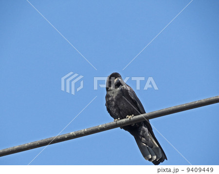 電線のミヤマガラス 9409449