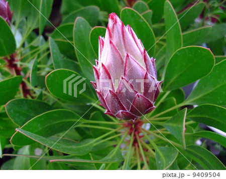 プロテア　蕾　花　植物 9409504