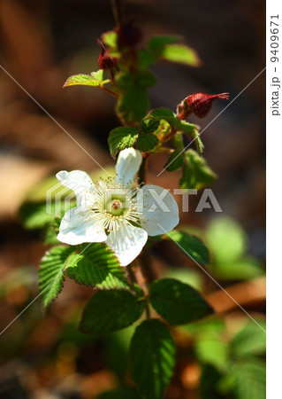 クサイチゴの花 9409671