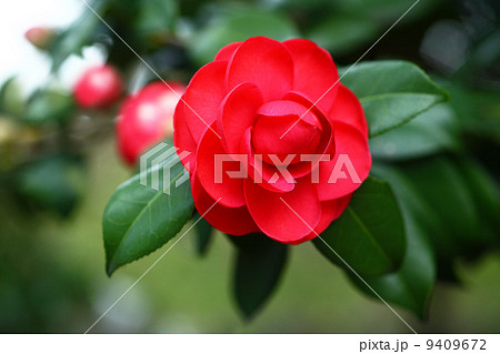 椿　紅乙女の花 9409672