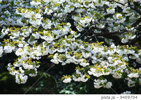 里桜 シロタエの花 里桜 シロタエの花 9409704