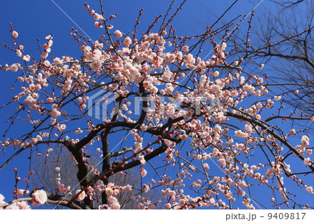 梅花、枝垂れ梅 9409817