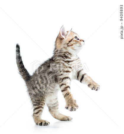 funny cute young cat  isolated on white background 9409893