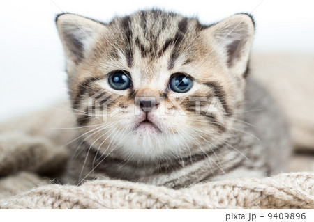 baby cat kitten lying on jersey baby cat kitten lying on jersey 9409896