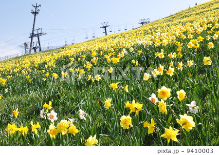 びわ湖バレイの花畑 びわ湖バレイの花畑 9410003