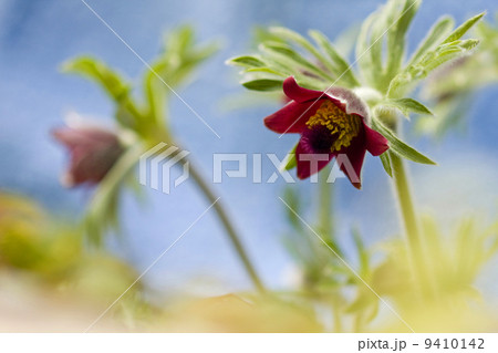 オキナグサ 9410142