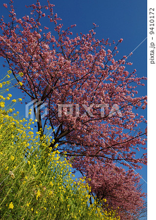 河津桜と菜の花 河津桜と菜の花 9410172