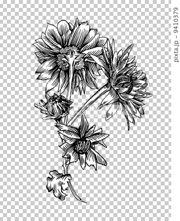 Chrysanthemum Chrysanthemum 9410379