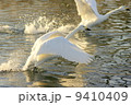 水辺の鳥 9410409