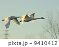 白鳥 9410412