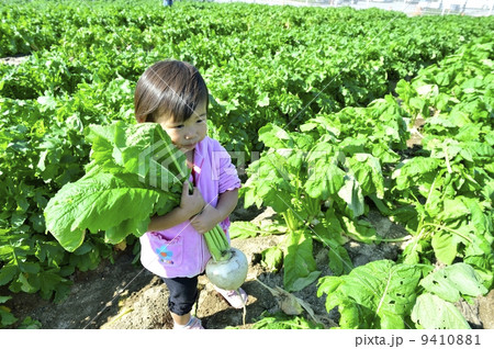 カブ カブ 9410881