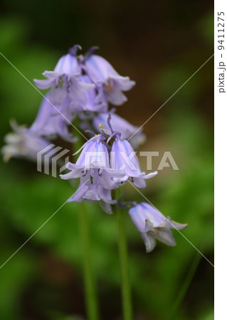 ツリガネスイセン 9411275