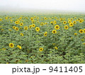 朝もやの向日葵 9411405