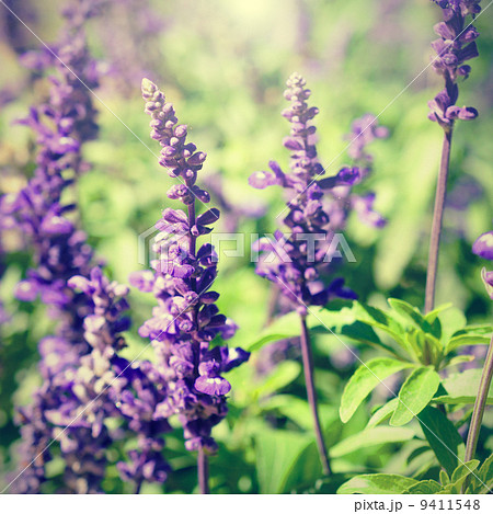Retro photo of lavender flowers close-up in sunny day Retro photo of lavender flowers close-up in sunny day 9411548