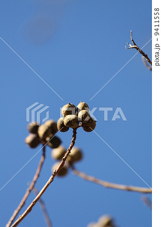 ナンキンハゼの実 9411558