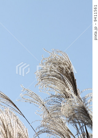 ススキ 9411561