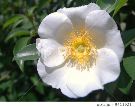 ナニワイバラ 9411921