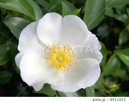 ナニワイバラ 9411925