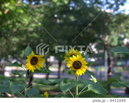 満開のヒマワリ 満開のヒマワリ 9412899