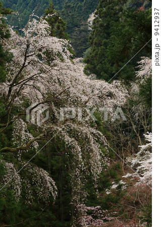 身延山の桜 身延山の桜 9412937