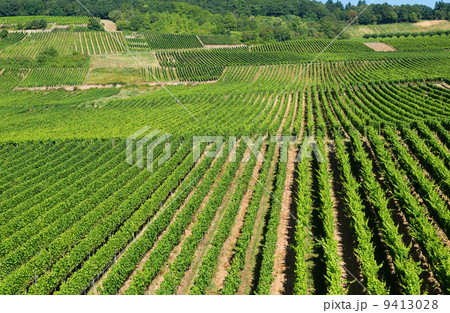 Vineyards in Rudesheim am Rhein 9413028