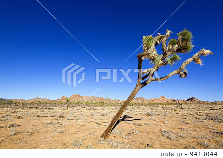 傾いたジョシュアツリー 9413044